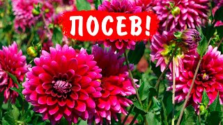 ВСЁ О ПОСЕВЕ ГЕОРГИНОВ ОДНОЛЕТНИХ [upl. by Colis]