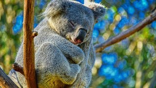 Peaceful Relaxing Instrumental Music Meditation nature music quotAnimals of Australiaquot by Tim Janis [upl. by Sanfo]