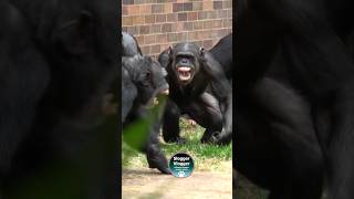 Chimpanzee Females Get Their Revenge scream [upl. by Usanis]