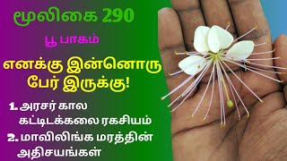 மாவிலிங்க மரம்மாவிலிங்க பூCrateva Religiosaஅலசல்Alasal [upl. by Tahp]