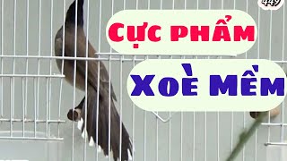 61 Cực Phẩm Xoè Mềm Chia Sẻ Hàng Đẳng Cấp Cho Anh Em Rèn Rũa Chim Chào Mào Bẫy Đấu Hót [upl. by Letti]