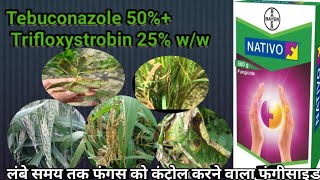 Nativo fungicide Bayer crop science  best fungicide  Tebuconazole 50 Trifloxystrobin 25 ww [upl. by Atima275]