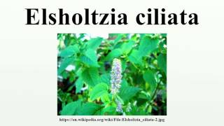 Elsholtzia ciliata [upl. by Aneeles777]