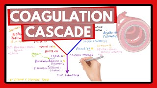 Coagulation Cascade  Easy Way To Remember Intrinsic vs Extrinsic Pathways  PT or PTT [upl. by Catrina]