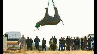 WWF Rhino Airlift 2019 [upl. by Irbua]