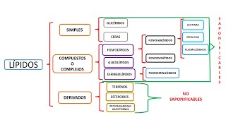 LÍPIDOS CLASIFICACIÓN Y ÁCIDOS GRASOS SATURADOS [upl. by Sclater724]