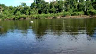 Sounds of the Pink River dolphin [upl. by Rodge]