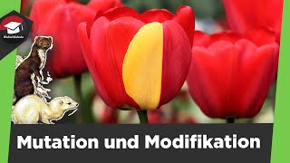 Mutation und Modifikation einfach erklärt  Genotyp und Phänotyp  3 Mutationsarten einfach erklärt [upl. by Bartram]