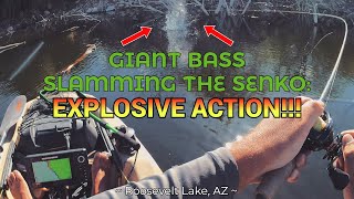 Roosevelt Lake AZ  GIANT BASS Slamming The Senko EXPLOSIVE ACTION fishing kayakfishing [upl. by Airda317]