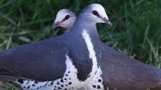 Wonga Pigeon pair bonding – Upper Colo [upl. by Mulcahy]