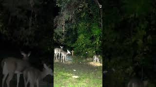 3 deer out eating deerwatching buckdeer deersighting wildlife deer r [upl. by Bonucci476]