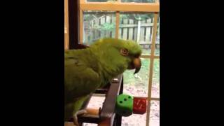 Amazon parrot sings Margaritaville [upl. by Enyaz283]