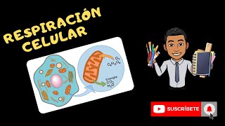 Respiracion celular  aerobica y anaerobica  glucoliss  ciclo de kebs  transporte de electrones [upl. by Ydner]