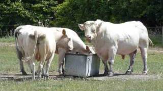 Summer Checkup for the Cows and Calves DOTF Series 1 Ep1 [upl. by Grussing]