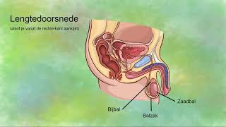 Mannelijk Voortplantingsorganen [upl. by Nylcaj]