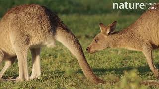 Grey kangaroo Macropus giganteus male sniffing female urine mating behaviour Australia [upl. by Ilrebmik982]