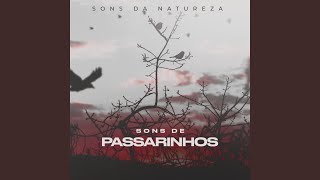 Pássaro Sonhador [upl. by Flavia]