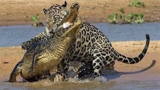 jaguar vs crocodile fight to death [upl. by Honeywell]