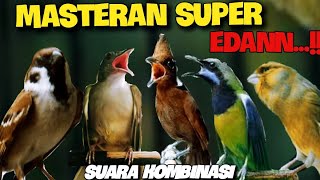 MASTERAN SUPER EDAN  kapas tembak  cililin  gereja tarung  cucak cungkok  kenari  6jam [upl. by Rieger]