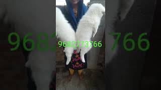 Gonda jila pet Shop video [upl. by Us]