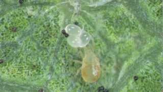 Mesocosm Studies testing sublethal pesticide effects on predatory mites [upl. by Silevi]