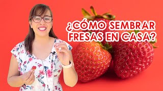 ¿Cómo SEMBRARGERMINAR FRESAS Frutilla 🍓en casa PASO a PASO  Fácil y Rápido ⚡️ [upl. by Anilegnave725]