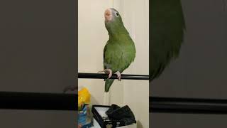 Canary Winged Parakeet Says quotPeekabooquot For The First Time Does Good Job [upl. by Nylak]