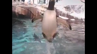 Smart Penguin Tries To Escape His SeaWorld Tank [upl. by Nairadas651]