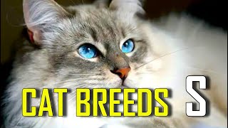 CAT BREEDS  List of cat breeds that start with S [upl. by Ayekim]