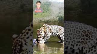 Wild Cheetah And Crocodile In Water Pool Best Shorts [upl. by Damian]