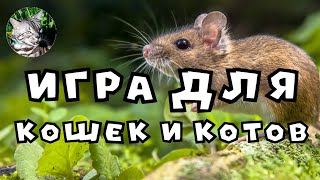 ИГРА ДЛЯ КОШЕК И КОТОВ ➤ НА ВИДЕО МЫШКА БЕГАЕТ ПО ЭКРАНУ И ПИЩИТ [upl. by Eednyl]