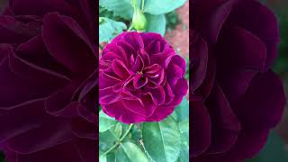 Ebb tide purple Floribunda rose flowers garden nature Weeks  Spring ‘24 sirihomerose [upl. by Ludwog]