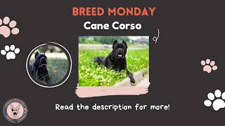 Came Corso Breed overview [upl. by Ocirnor]