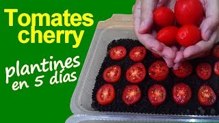 🍅🍅COMO GERMINAR TOMATE CHERRY EN 5 DÍAS🍅🍅 [upl. by Amirak21]