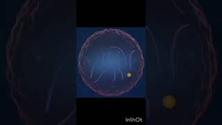 Mitosis process of mitosis 3D animation biology [upl. by Monaco501]