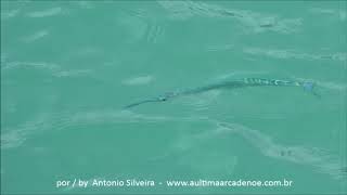 Flat Needlefish Ablennes hiansPalm Beach Aruba 21 11 2017 Antonio Silveira [upl. by Etnoval]