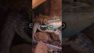 Horned Lizards Wild Defense Mechanism shorts hornedlizard [upl. by Chery]