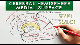 Medial surface of the Cerebral hemisphere  Gyri and sulci  Neuroanatomy [upl. by Perrins]