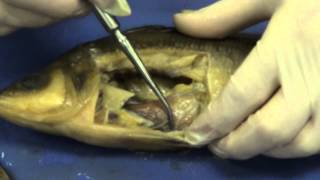 Perch dissection [upl. by Anis]