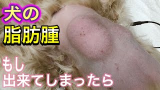 【犬の脂肪腫】手術の目安は？脂肪腫ができたときの対処法 [upl. by Marchal853]