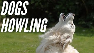 Dogs Howling Sound Effects  Make your Dog Howl Sounds to make your dog howl [upl. by Placeeda]