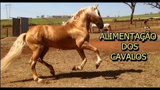 Qual a alimentação ideal para seu cavalo [upl. by Saxela438]