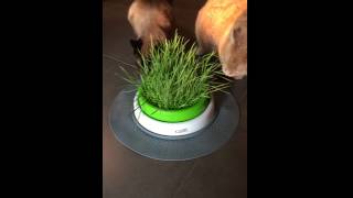 Gizmo and Poes enjoying the Catit Senses 20 Grass Planter [upl. by Luapleahcim]