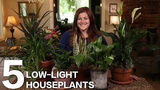 5 LowLight Houseplants 🌿  Garden Answer [upl. by Marji]