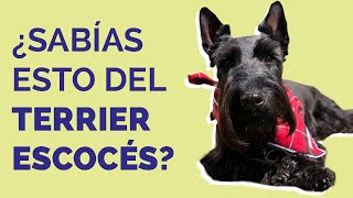 TERRIER ESCOCÉS Características cuidados y curiosidades [upl. by Sadye]