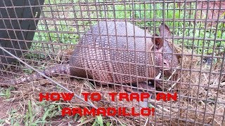 How to catch an Armadillo [upl. by Sydney]