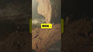 The Gold Rush Californias Quest for Gold amaizing history facts historyfacts [upl. by Abehshtab]