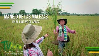 Manejo de las Malezas en el cultivo de Arroz  TvAgro por Juan Gonzalo Angel [upl. by Nrublim]