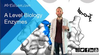 Proteins amp Enzymes honors biology [upl. by Yengac100]