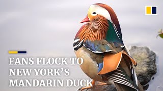 The Mandarin duck  New Yorks most surprising celebrity [upl. by Siro]